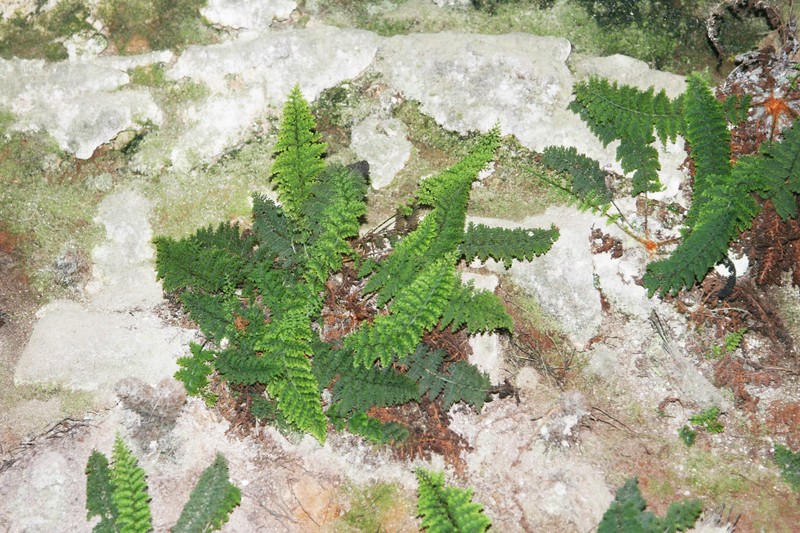 Cyathea ctenitoides photo 2