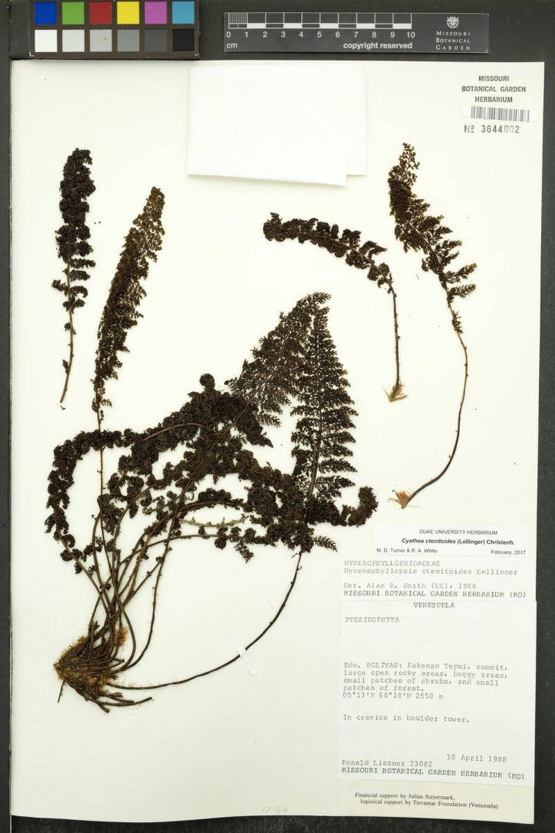 Cyathea ctenitoides photo 3