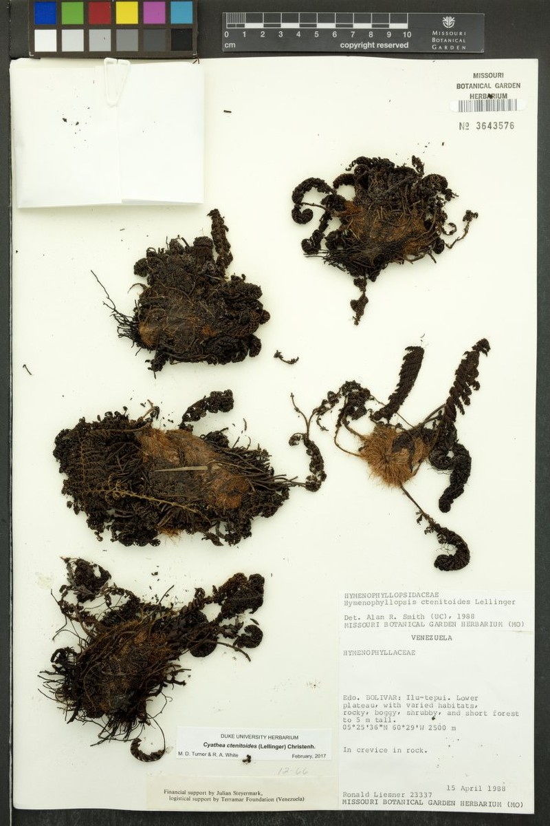 Cyathea ctenitoides photo 4
