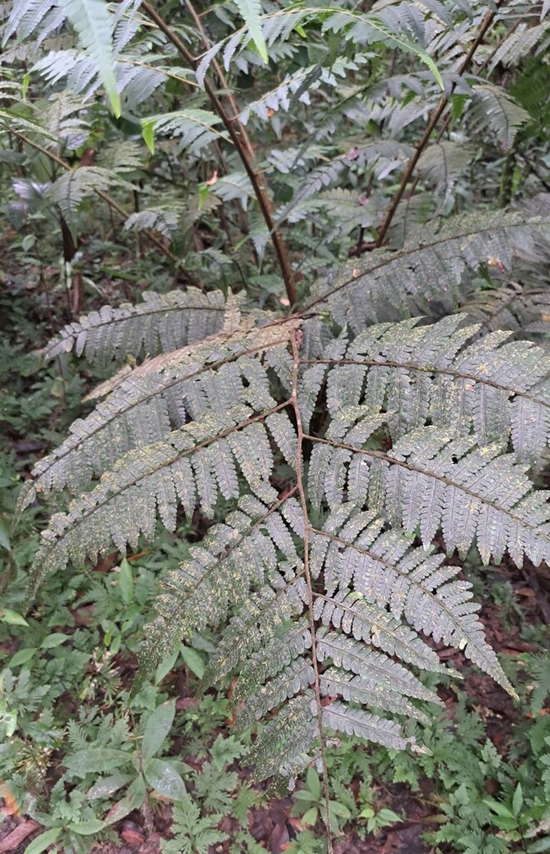 Cyathea cyatheoides
