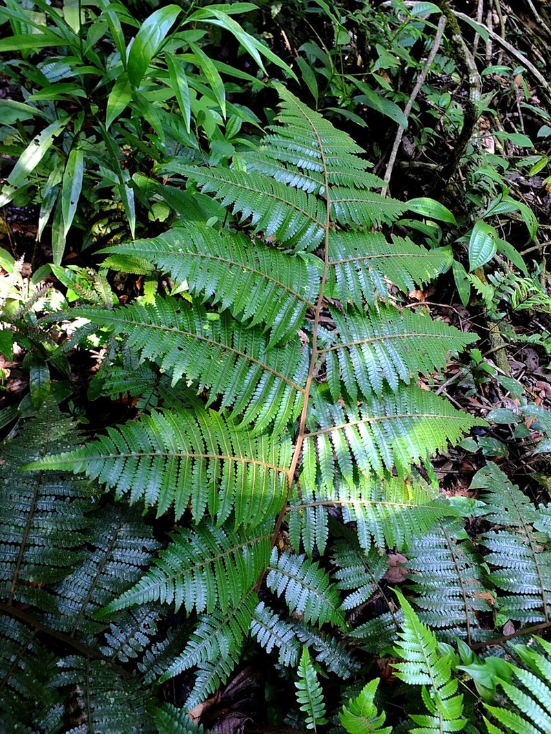 Cyathea cyatheoides photo 2