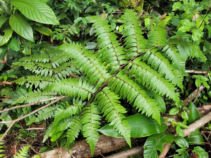 Cyathea cyatheoides photo 3