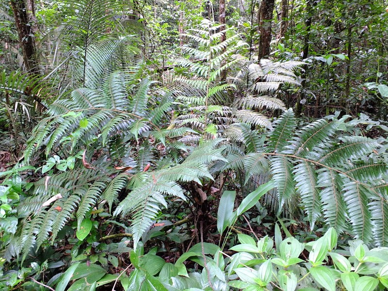 Cyathea cyatheoides photo 4