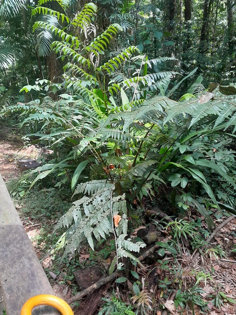 Cyathea cyatheoides photo 5