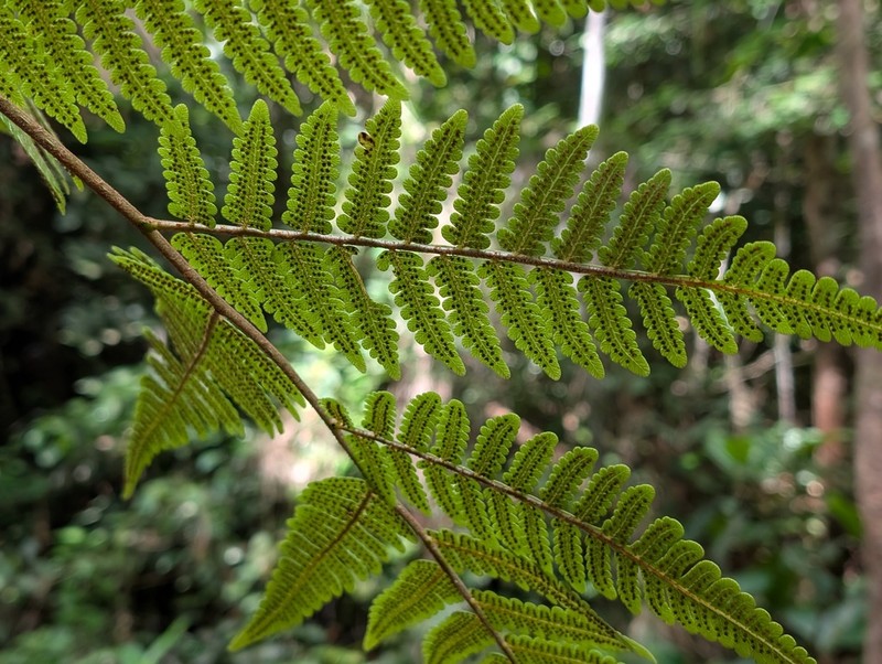 Cyathea cyatheoides photo 6