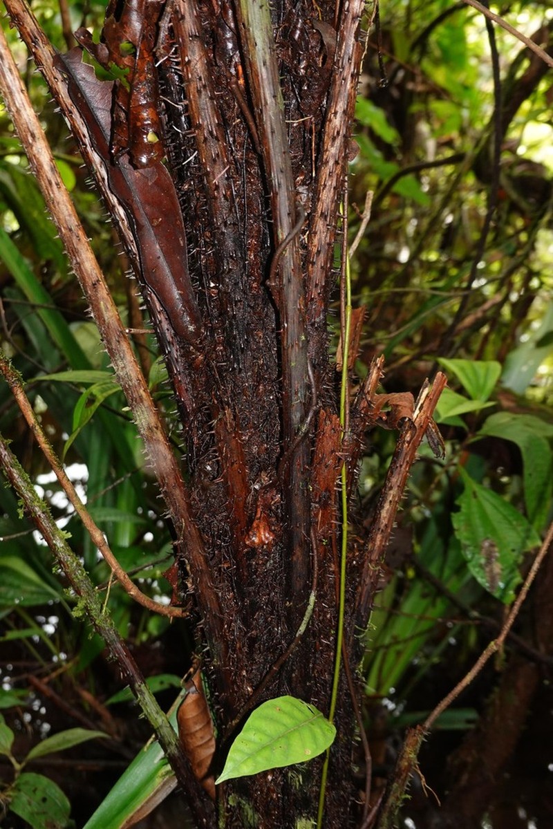 Cyathea cyatheoides photo 7