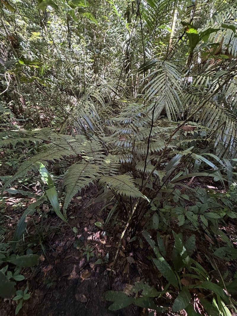 Cyathea cyatheoides photo 8