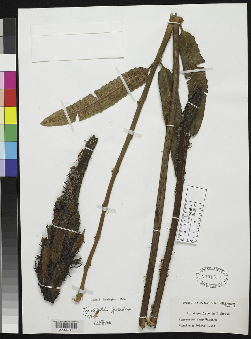Cyathea cyclodium