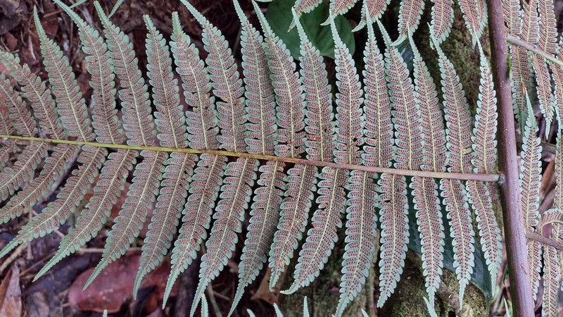 Cyathea cystolepis