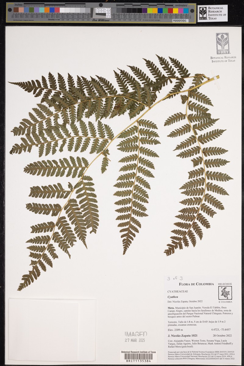 Cyathea cystolepis photo 2