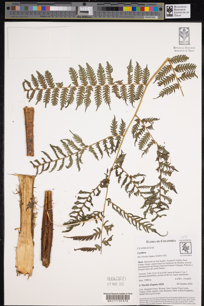 Cyathea cystolepis photo 3