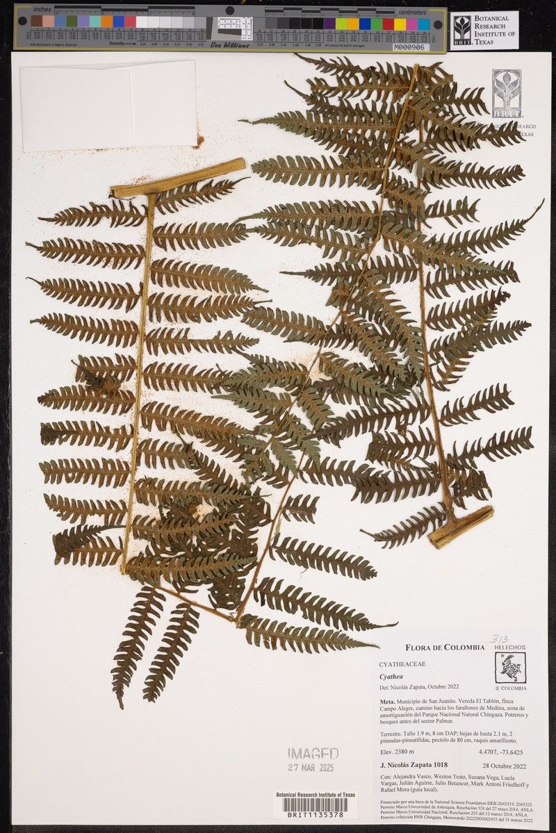 Cyathea cystolepis photo 4