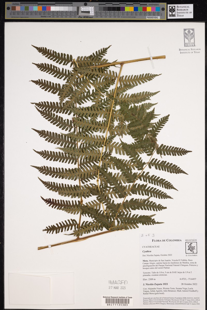 Cyathea cystolepis photo 5