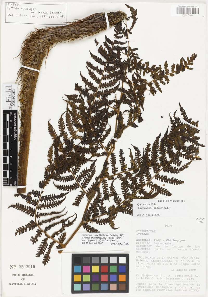 Cyathea cystolepis var. leonis