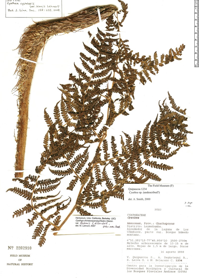 Cyathea cystolepis var. leonis photo 2