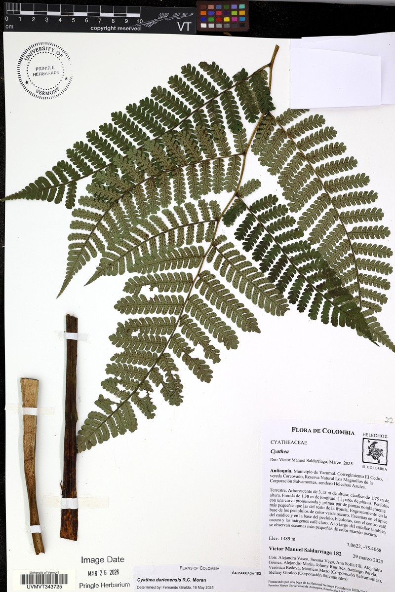 Cyathea darienensis
