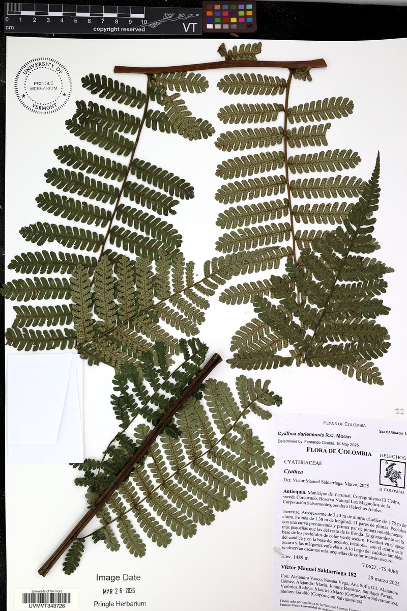 Cyathea darienensis photo 2