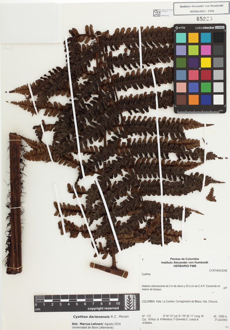 Cyathea darienensis photo 3