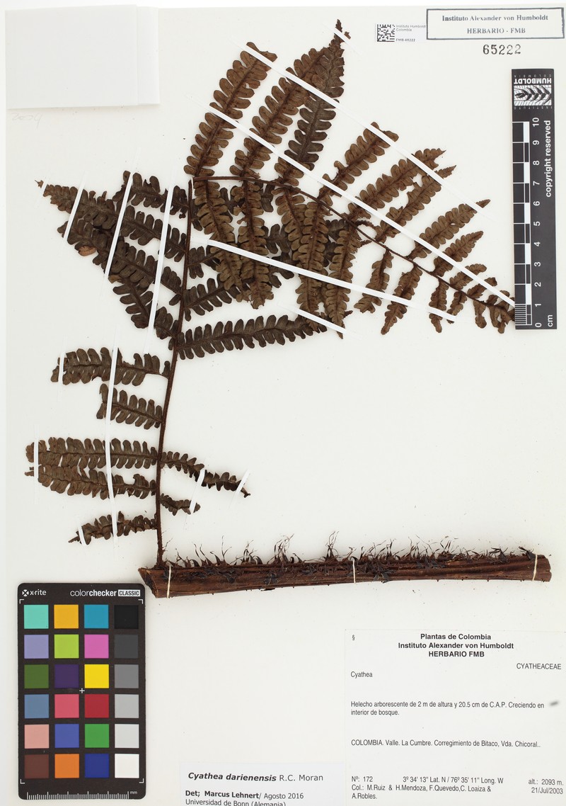 Cyathea darienensis photo 4