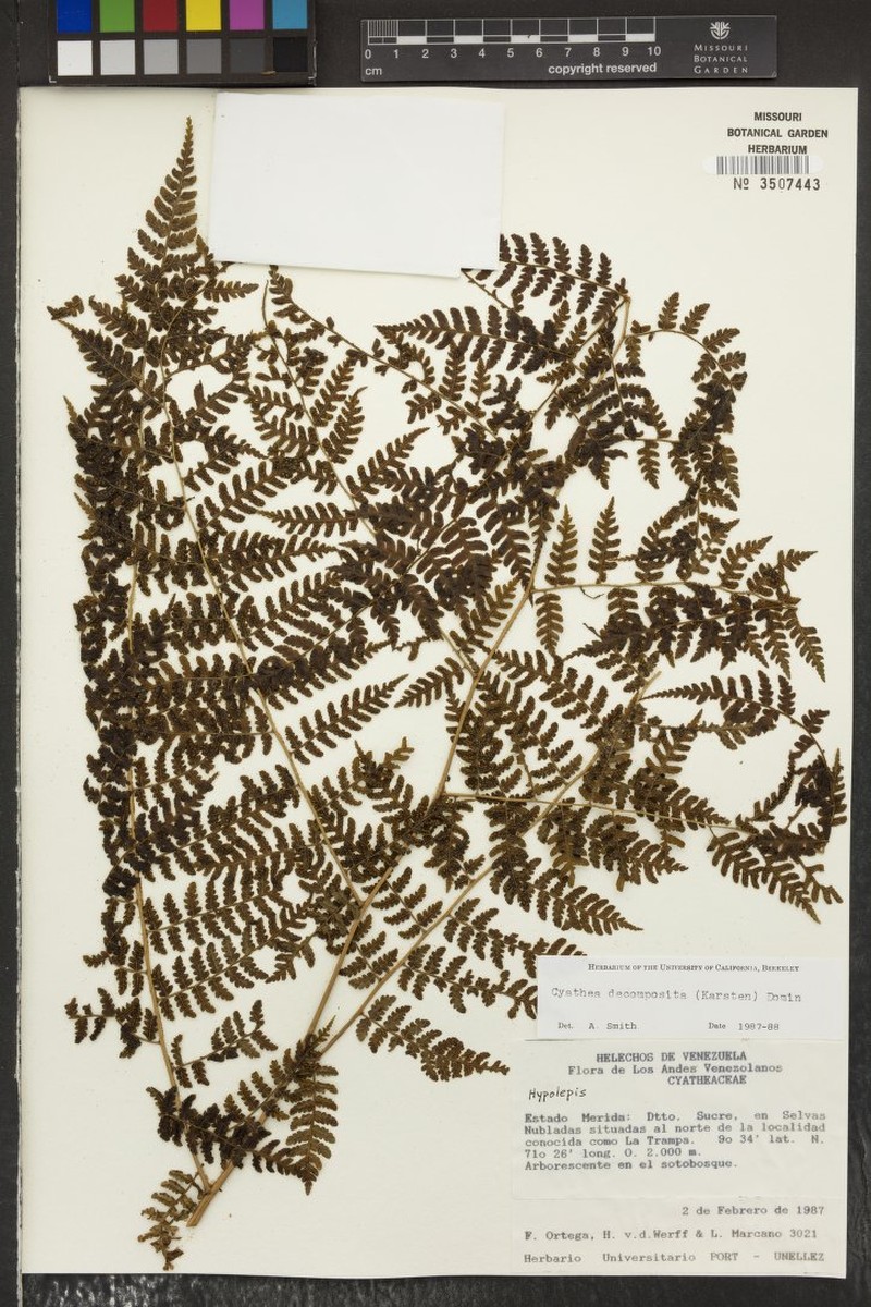 Cyathea decomposita photo 2