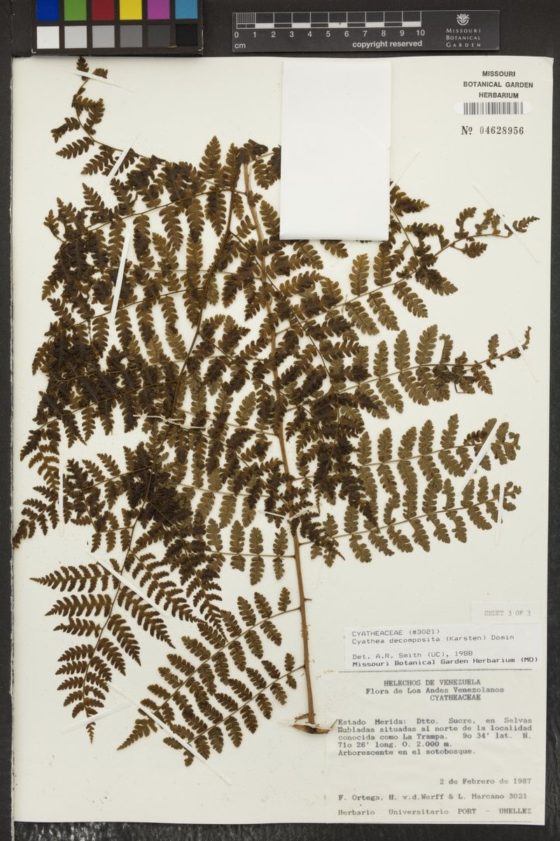 Cyathea decomposita photo 3