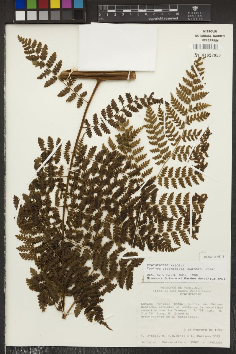 Cyathea decomposita photo 4