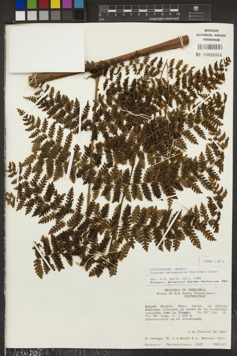 Cyathea decomposita photo 5