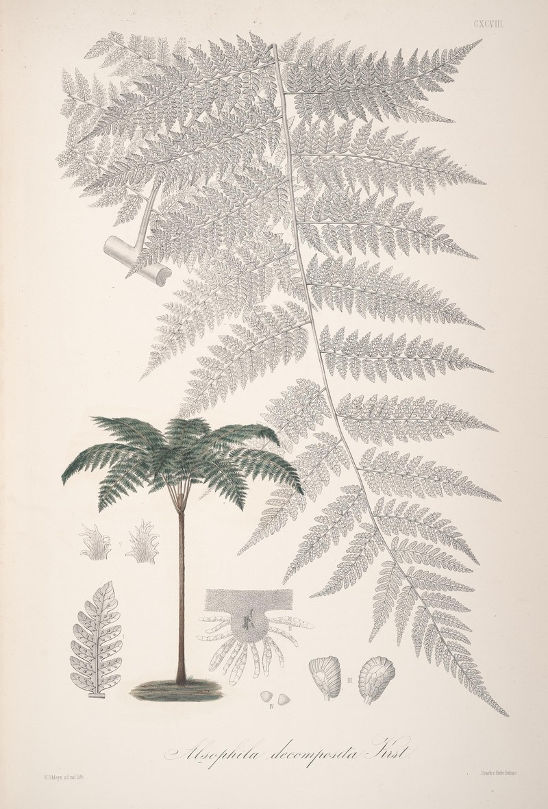Cyathea decomposita