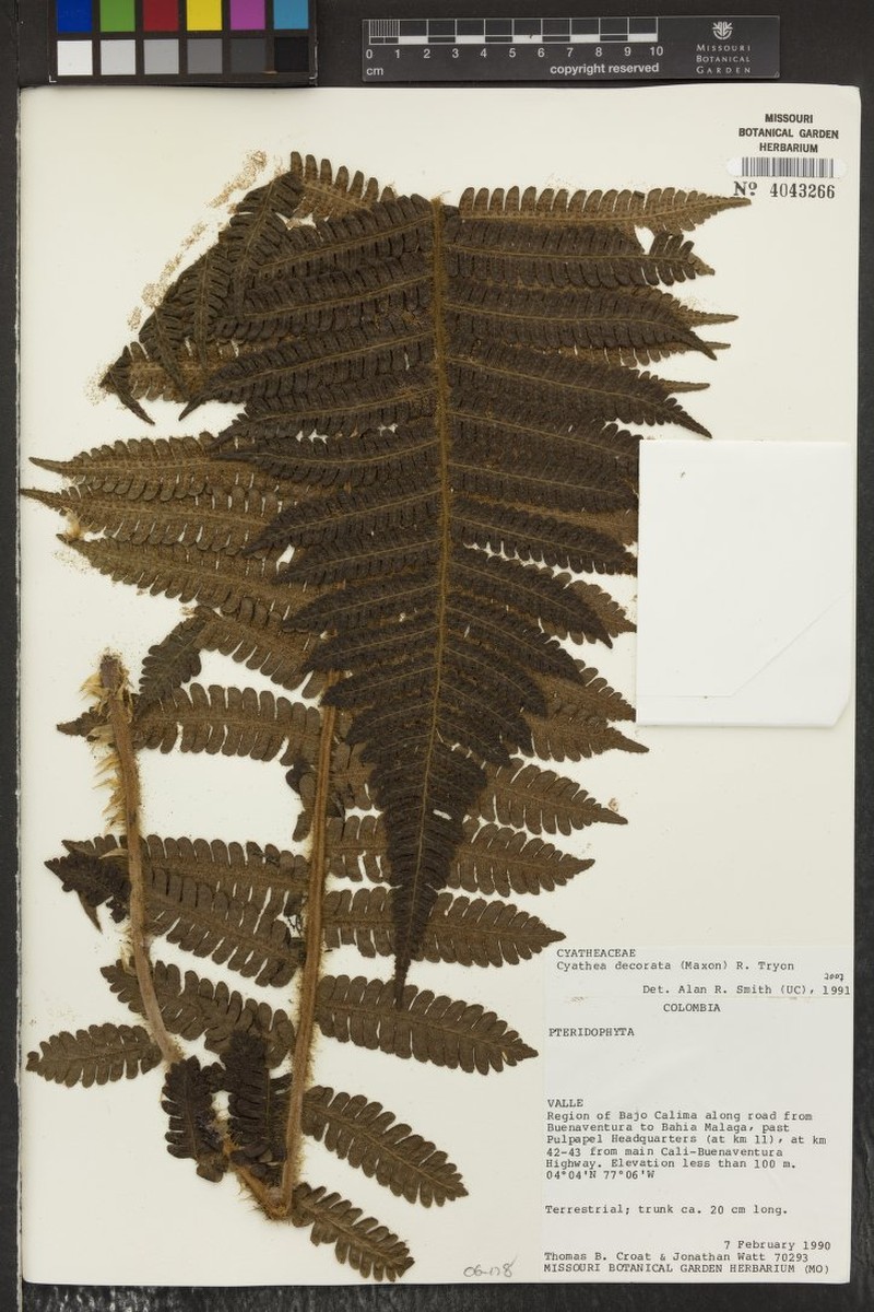 Cyathea decorata