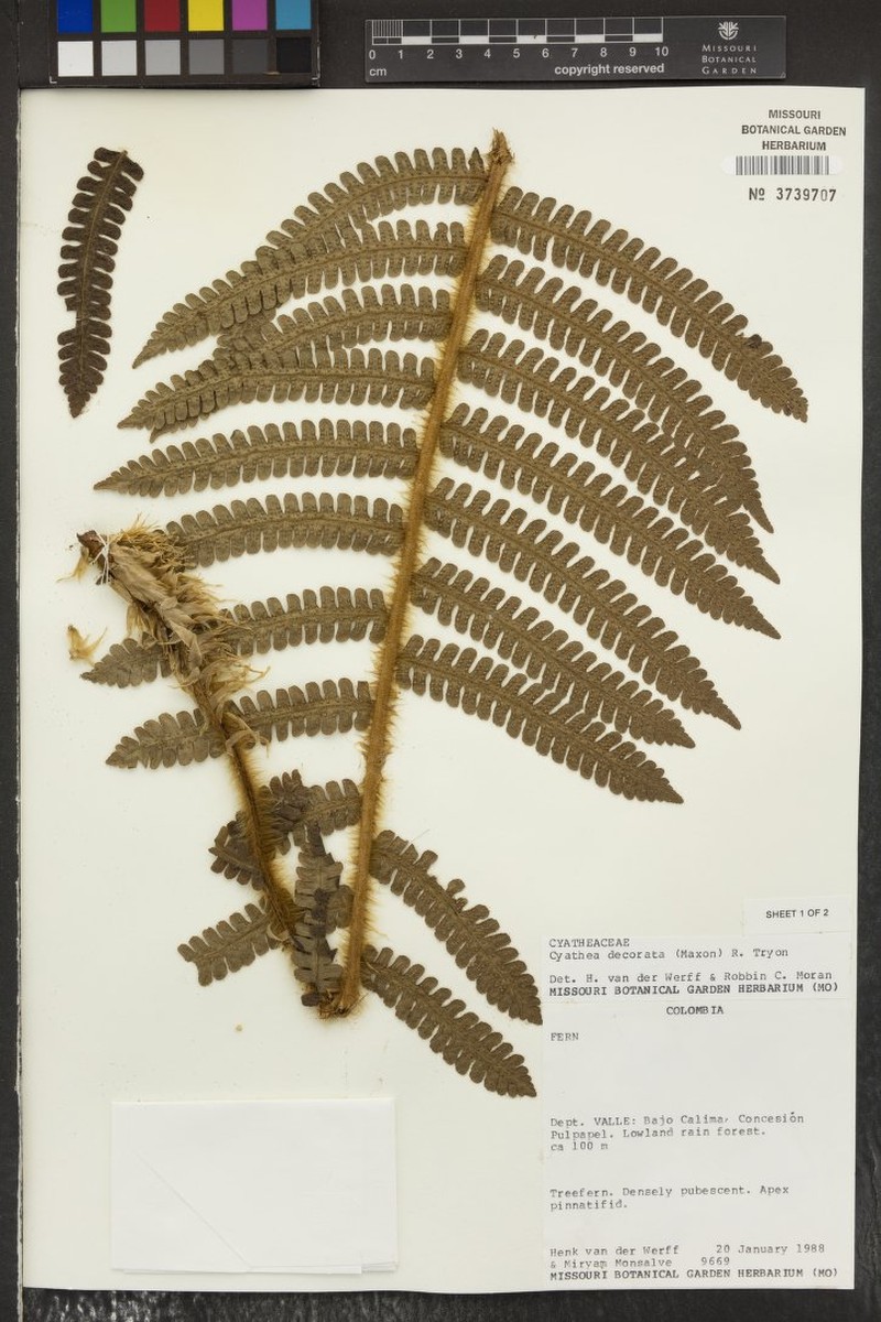 Cyathea decorata photo 2