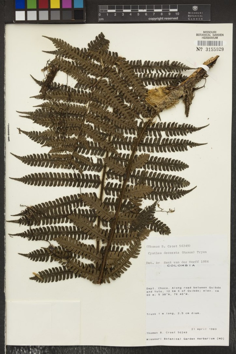 Cyathea decorata photo 3