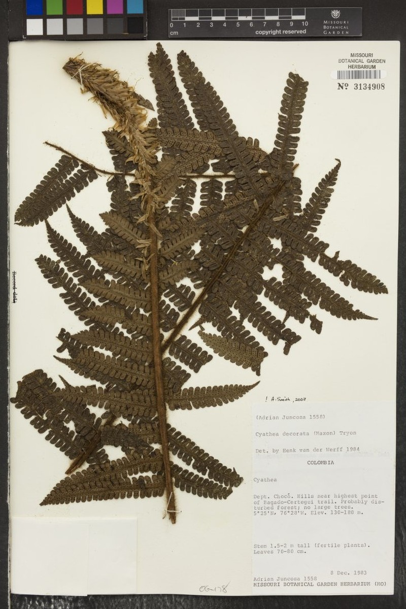 Cyathea decorata photo 4
