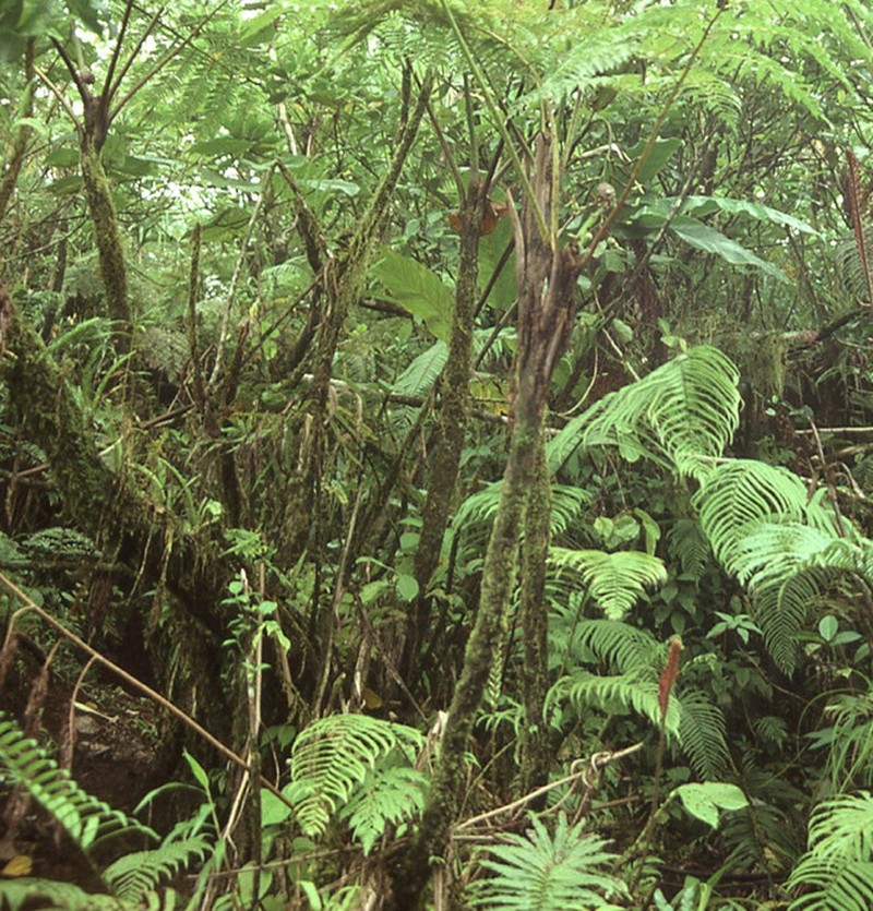 Cyathea decurrens photo 2