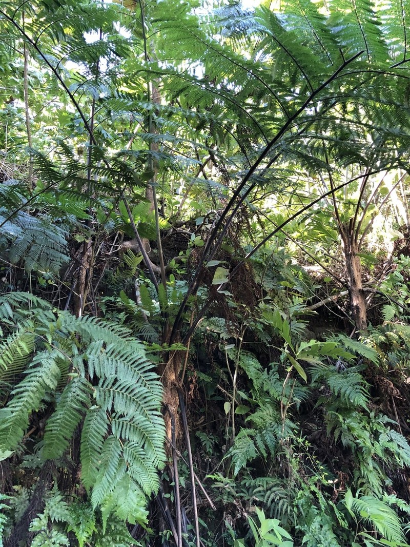Cyathea decurrens photo 3