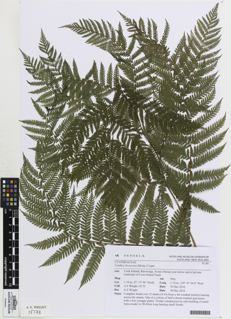 Cyathea decurrens photo 4