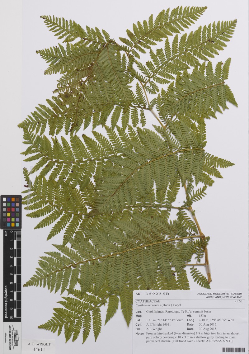 Cyathea decurrens photo 5