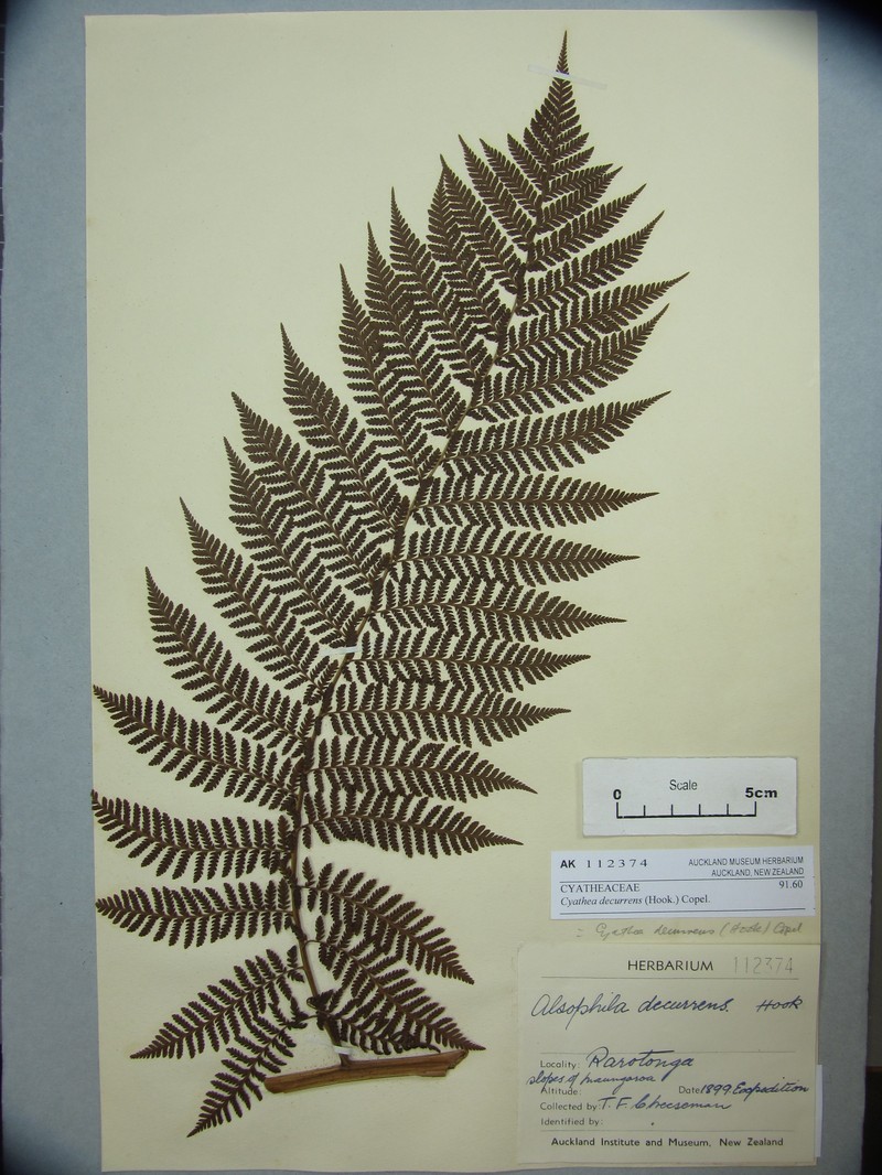 Cyathea decurrens