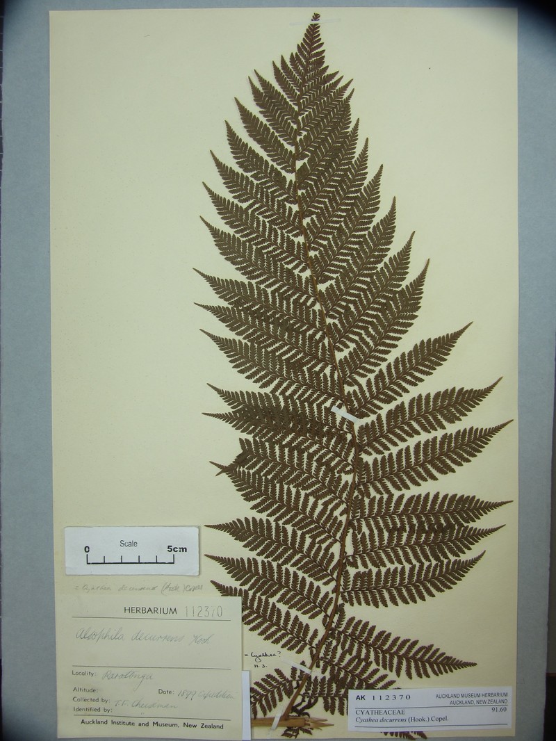 Cyathea decurrens photo 6