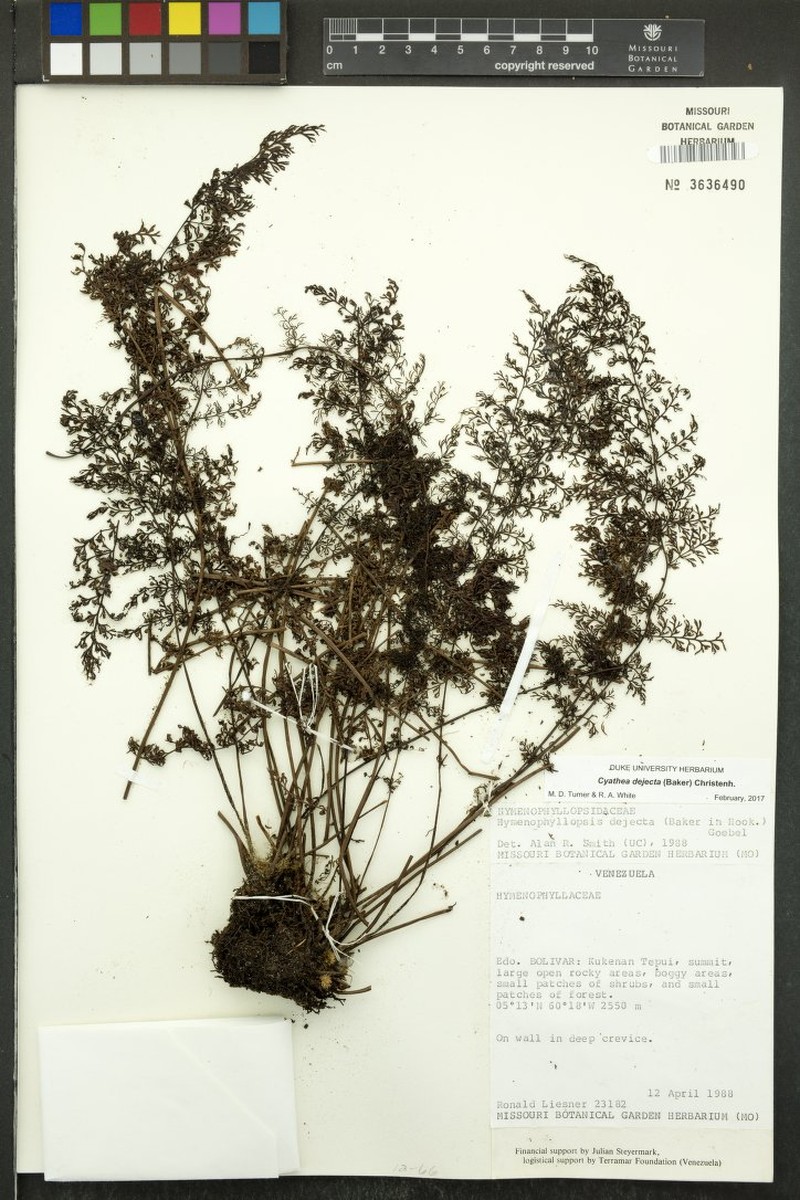 Cyathea dejecta photo 3