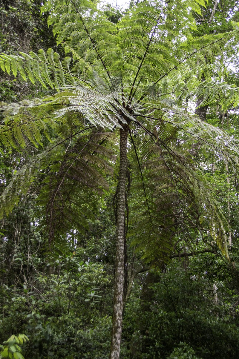 Cyathea delgadii photo 2