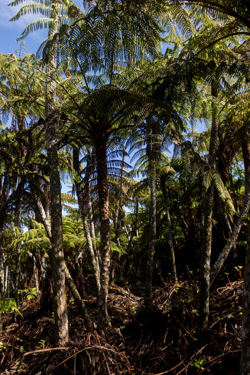 Cyathea delgadii photo 3