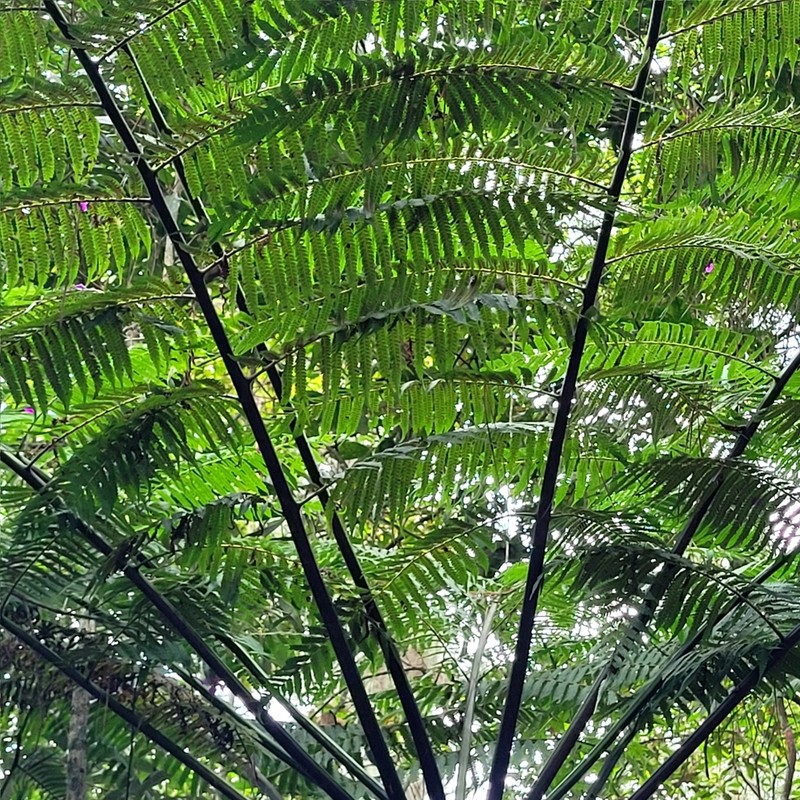 Cyathea delgadii photo 4