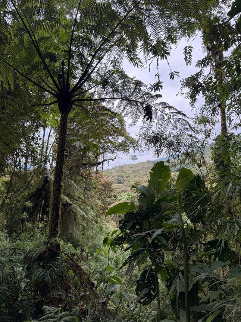 Cyathea delgadii photo 5