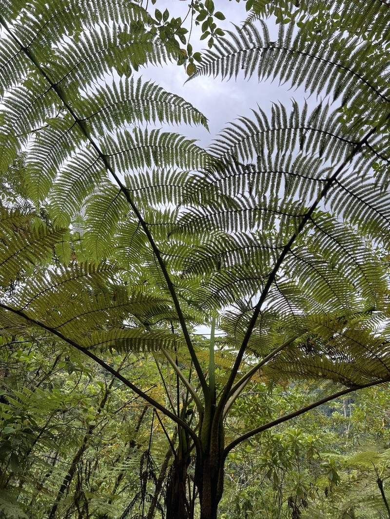 Cyathea delgadii photo 6