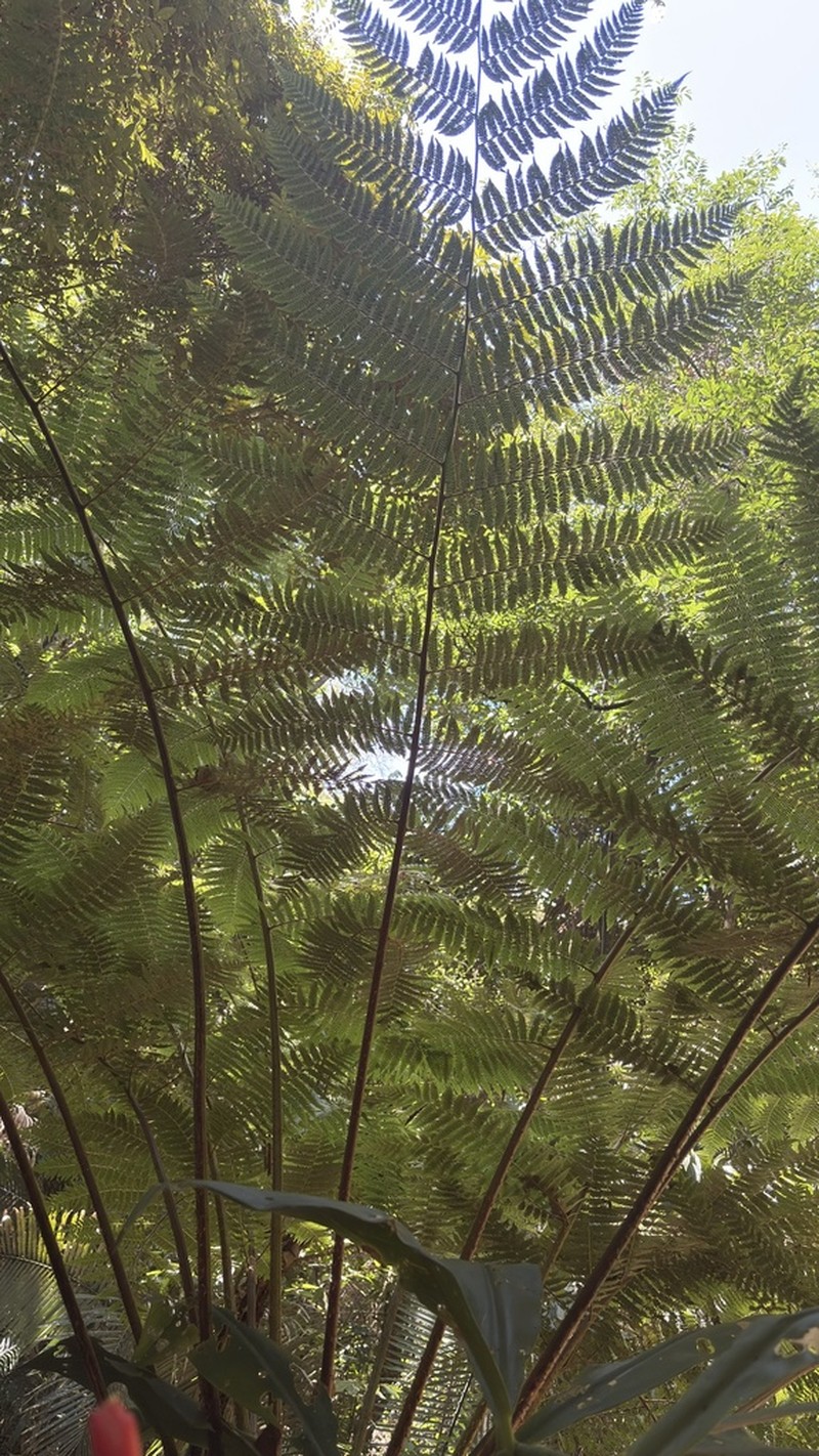 Cyathea delgadii photo 7