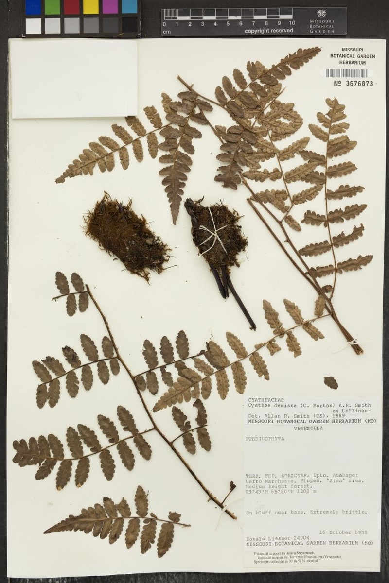 Cyathea demissa