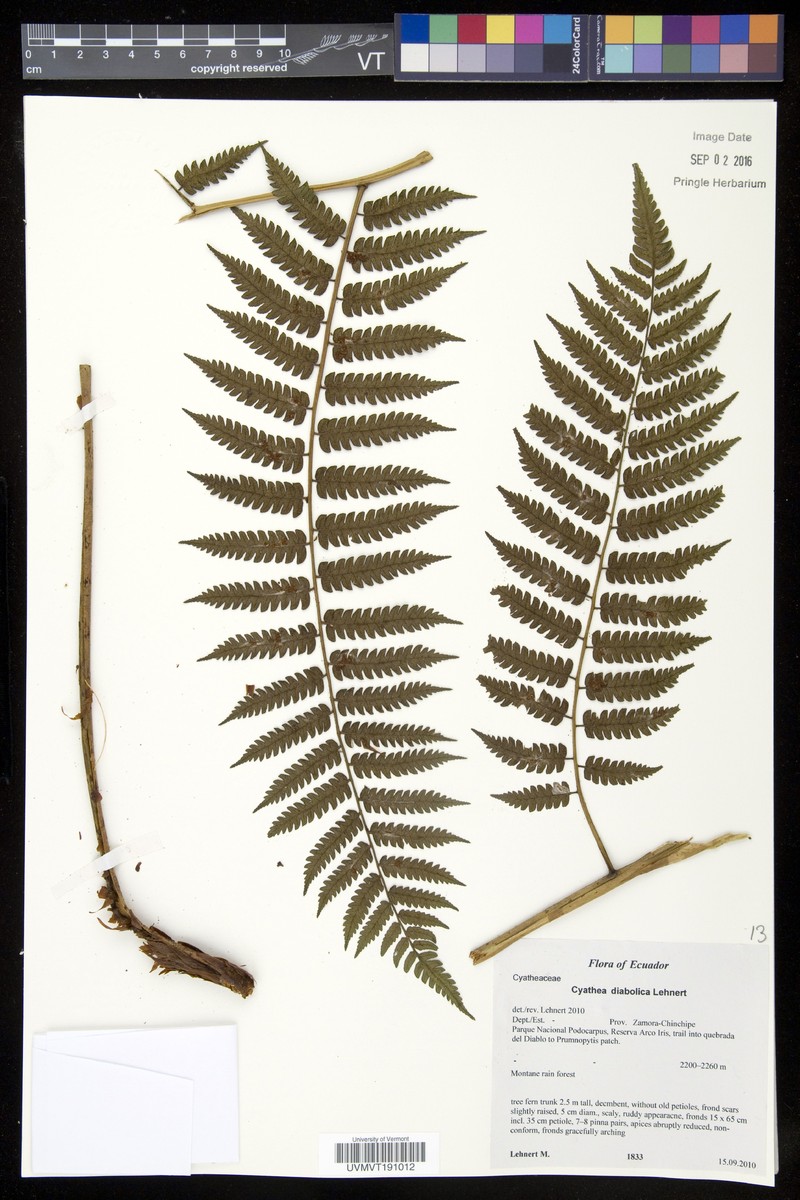 Cyathea diabolica