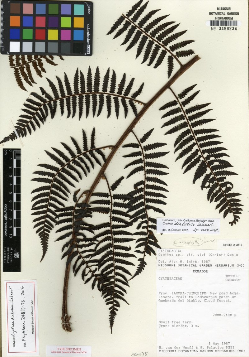 Cyathea diabolica photo 2