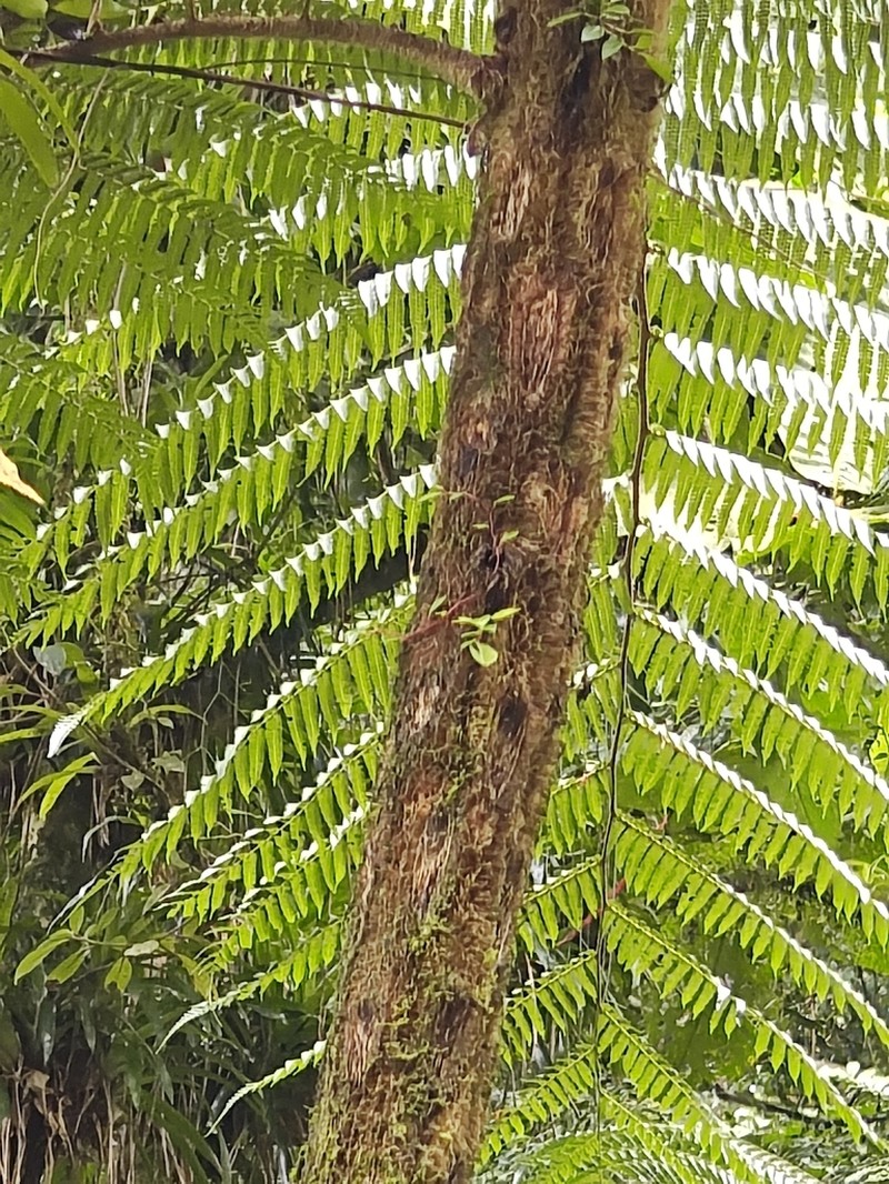 Cyathea dichromatolepis