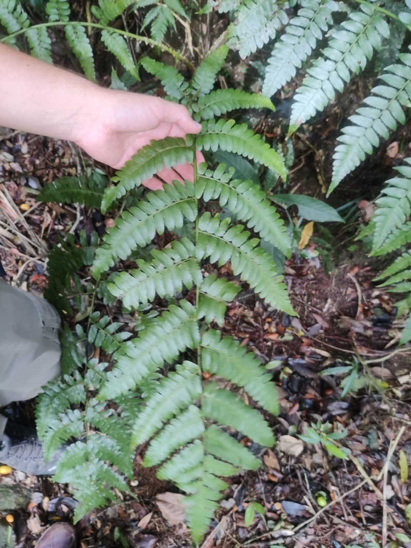 Cyathea dichromatolepis photo 2
